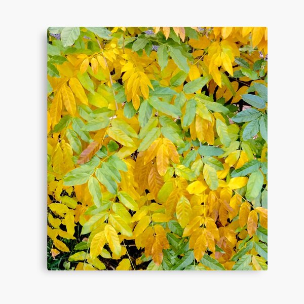 Wisteria Canvas Print