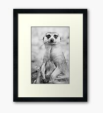 Meerkat portrait Framed Print