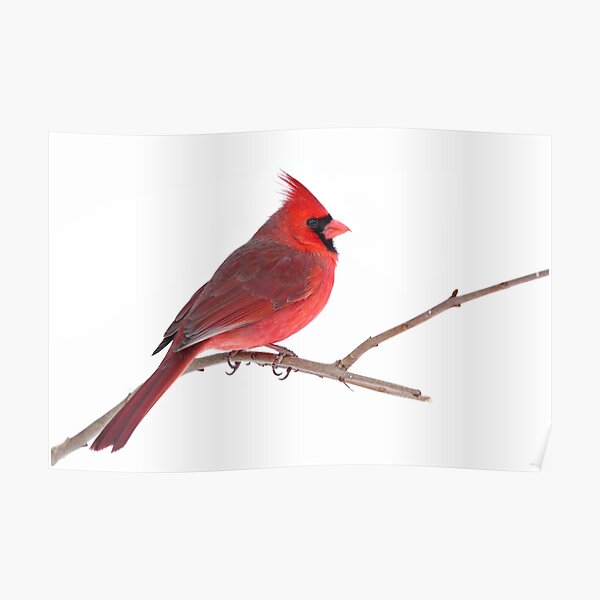 Blue Jay Bird Hugging Northern Cardinal Poster by alwe-designs