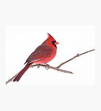 Northern Cardinal Photographic Print