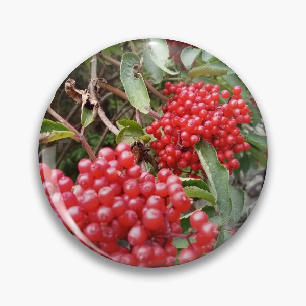 Item preview, Red elderberry designed and sold by Bernsteinhaus.
