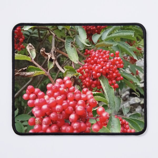 Item preview, Red elderberry designed and sold by Bernsteinhaus.