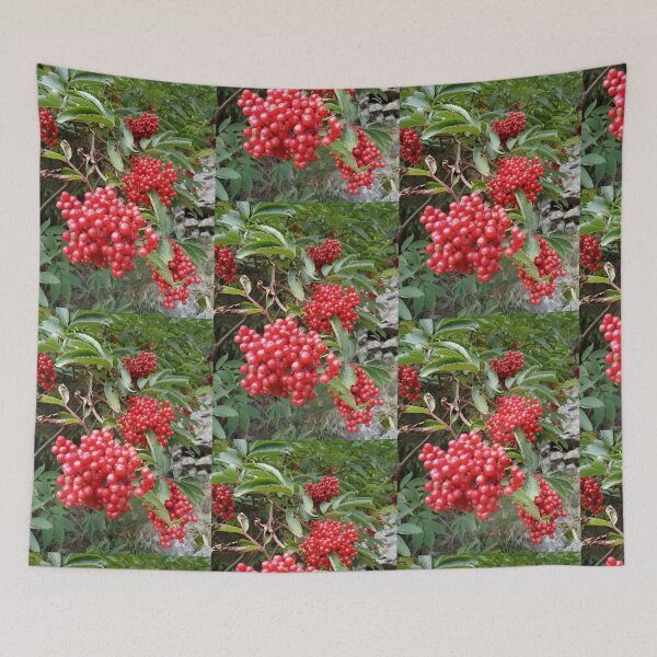 Item preview, Red elderberry designed and sold by Bernsteinhaus.