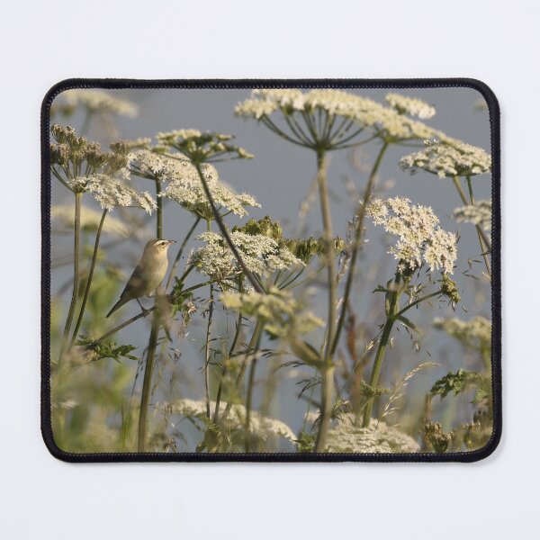 Item preview, Sedge Warbler on Common Hogweed designed and sold by rwhooster.