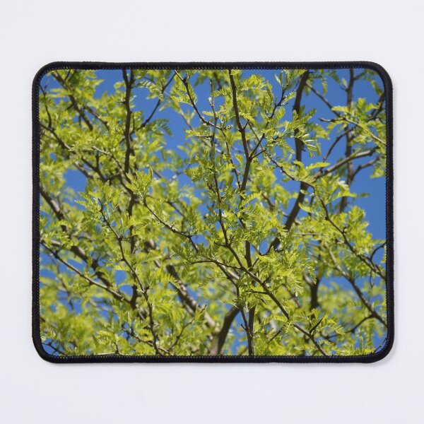 Item preview, Spring walk designed and sold by Boscastle.
