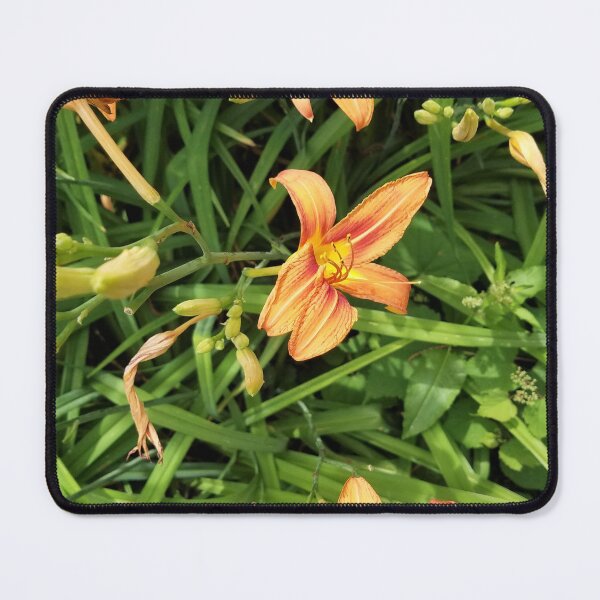 Item preview, Daylily Garden designed and sold by MooseDogPhotos.