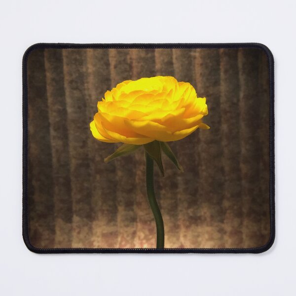 Item preview, Yellow Ranunculus Square  designed and sold by ArtBotanical.