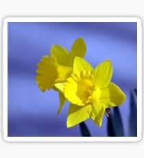 Daffodil Duo Sticker