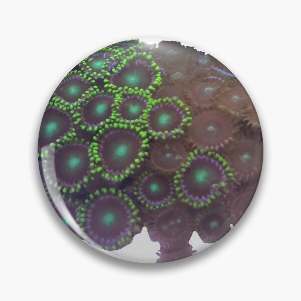 Item preview, Zoanthid Colony designed and sold by NateTheAquarist.