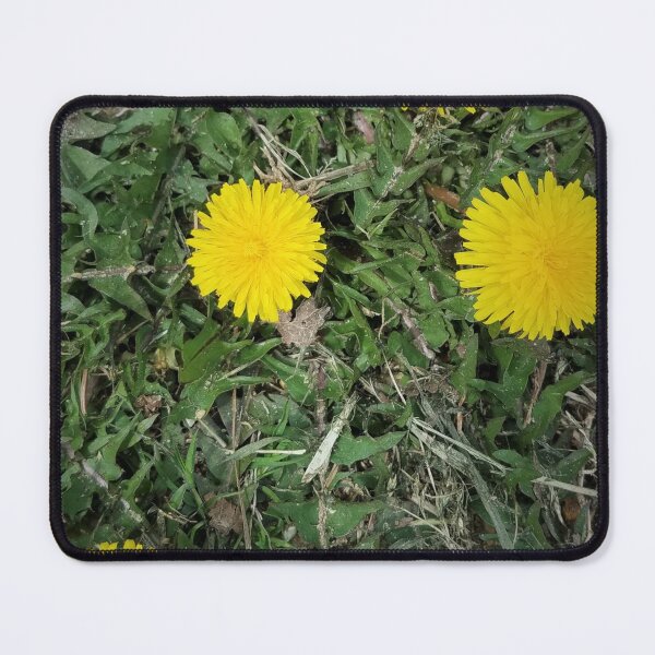 Item preview, Four Little Dandelions Sitting in the Grass designed and sold by MooseDogPhotos.