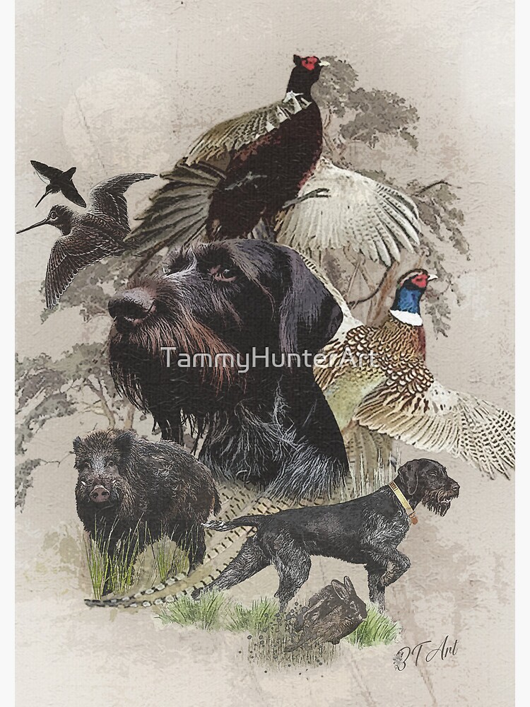 Wirehaired Pointer Dog Bird Hound German Wirehaired Pointer