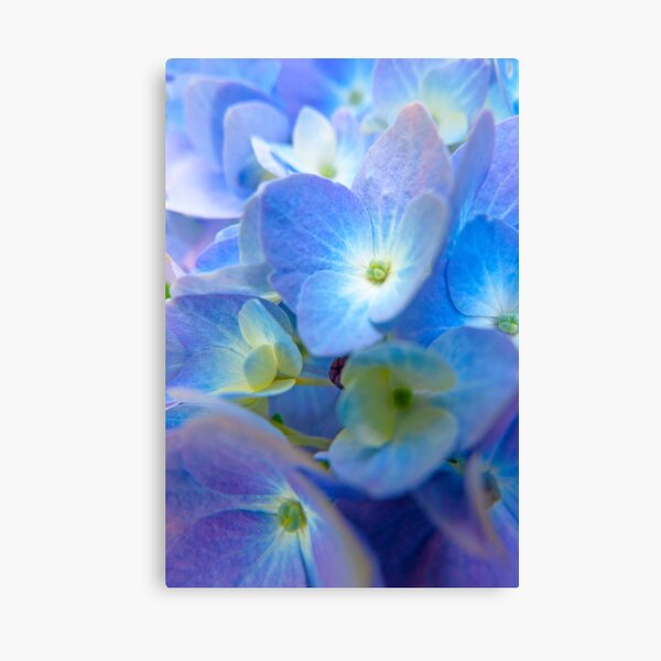 Blue Hydrangea Canvas Print