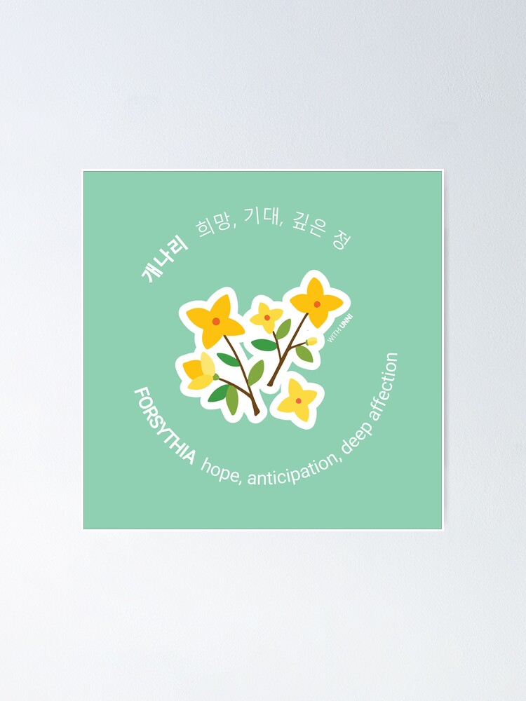 "Forsythia Korean Flower Meaning" Poster for Sale by WithUnni Redbubble