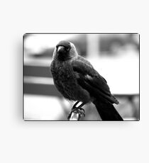 Jackdaw Canvas Print