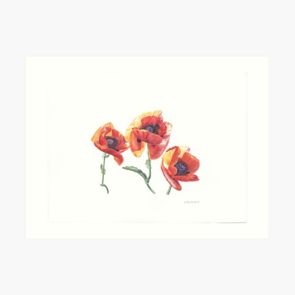 Asian Poppies Art Print