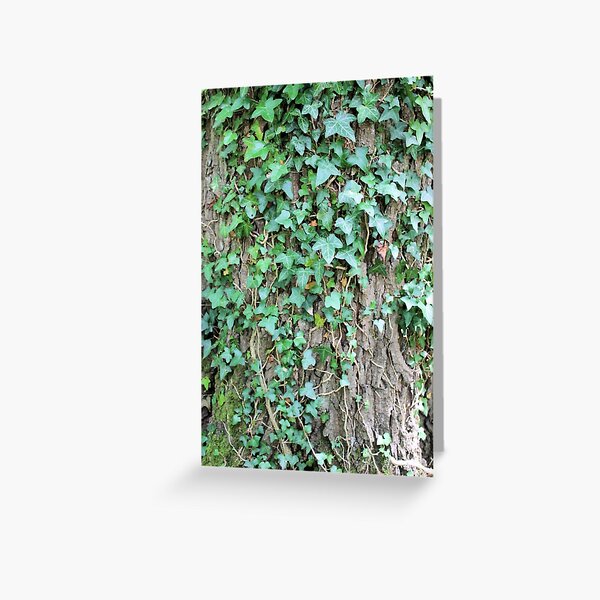 Ivy leaves on Oak tree Greeting Card