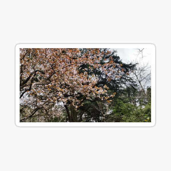 Blossom Sticker