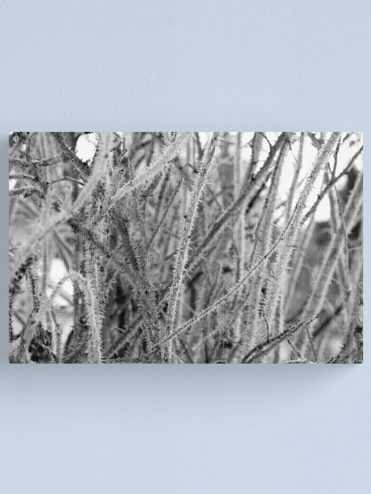 Alternate view of Thorns Canvas Print