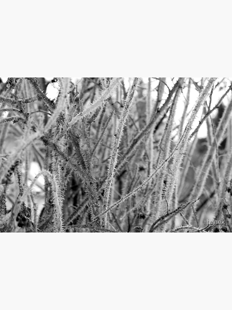 Thorns by hynek