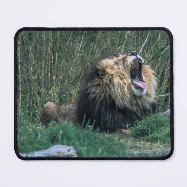Item preview, Big Cat, Big Yawn designed and sold by Steven Jodoin.