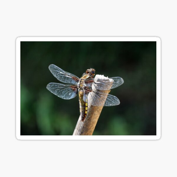 The Broad-bodied Chaser Sticker