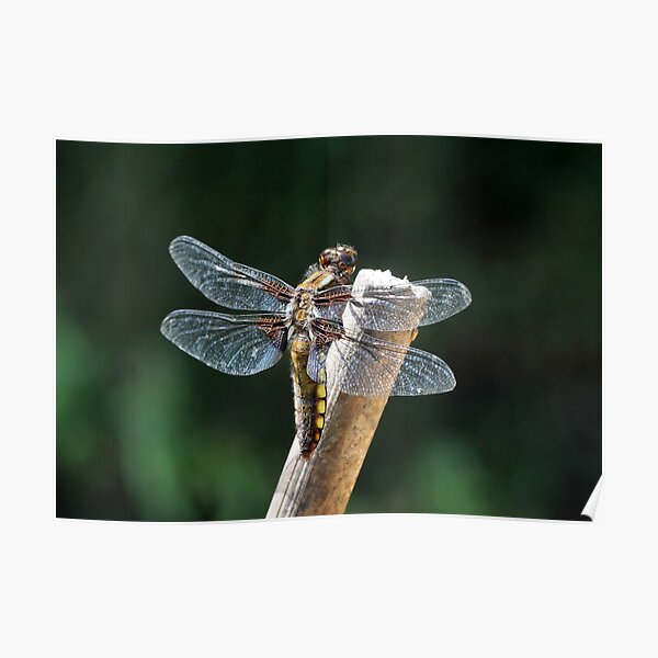 The Broad-bodied Chaser Poster