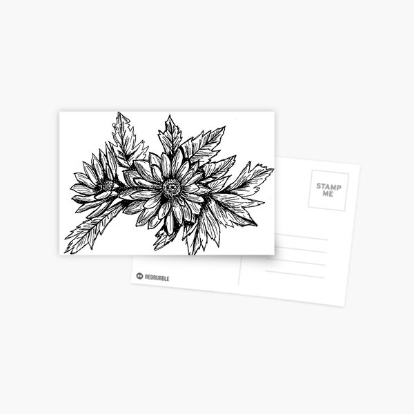 Pen and Ink Chrysanthemum Postcard