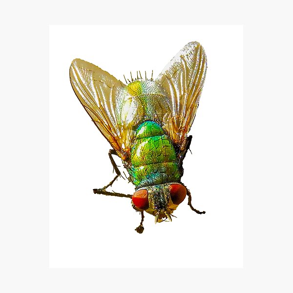 Item preview, fly designed and sold by indiafrankk.
