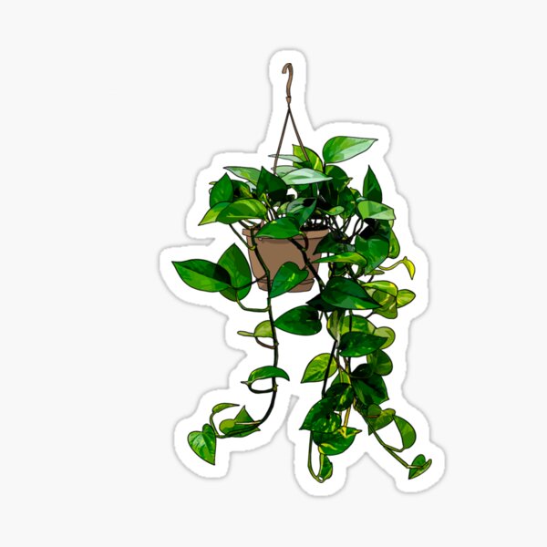 Item preview, Hanging Pothos Plant  designed and sold by parcoaguel.