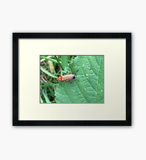 Soldier Beetle Framed Print