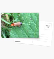 Soldier Beetle Postcards