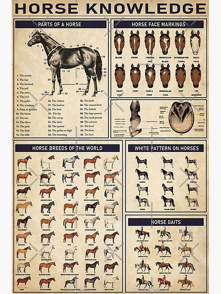 Discover Horse Knowledge Premium Matte Vertical Poster