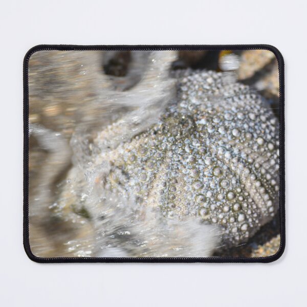 Item preview, Abstract Sea Urchin at Bateau Bay Beach NSW Central Coast of Australia designed and sold by suziq1962.