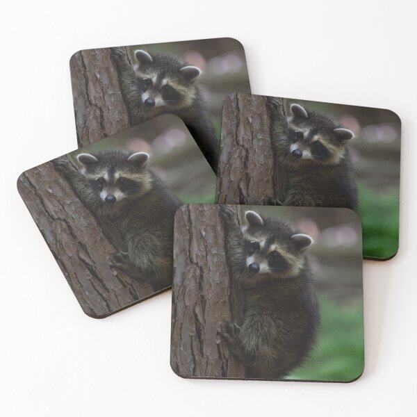 Item preview, Young Raccoon at Letchworth State Park designed and sold by jc1192.