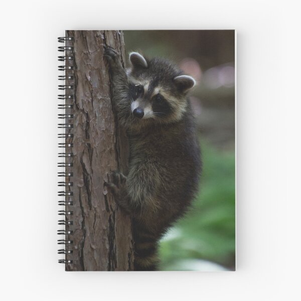 Item preview, Young Raccoon at Letchworth State Park designed and sold by jc1192.