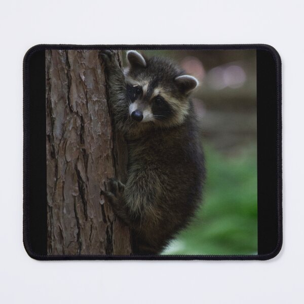 Item preview, Young Raccoon at Letchworth State Park designed and sold by jc1192.