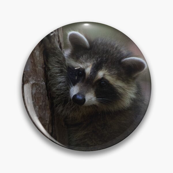 Item preview, Young Raccoon at Letchworth State Park designed and sold by jc1192.