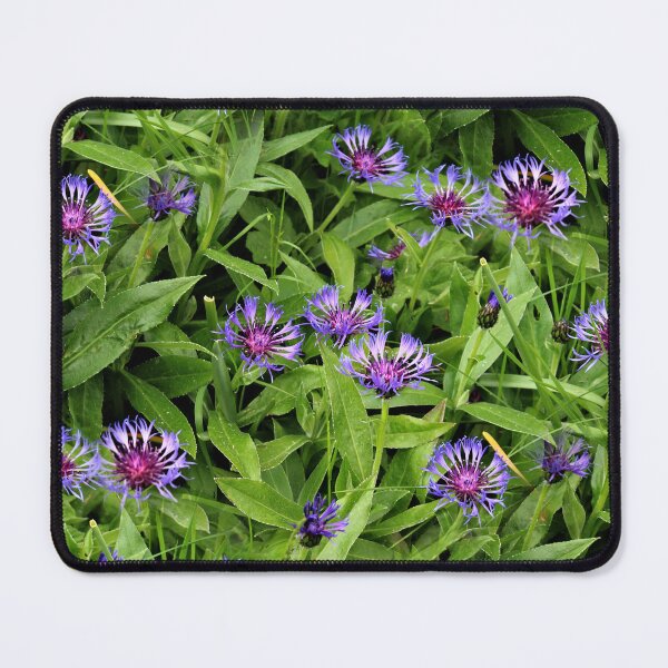Item preview, Eternal Cornflowers (pattern) designed and sold by Yampimon.