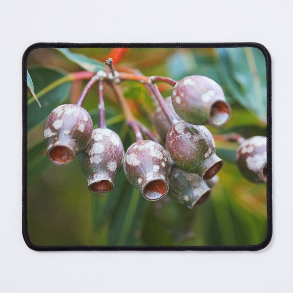 Item preview, Last Summers Gumnuts designed and sold by Joy Watson - Natural Light Photography .