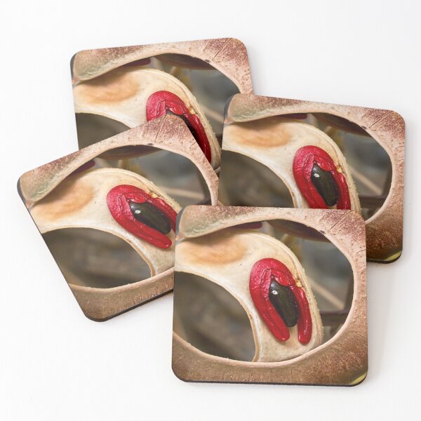 Item preview, Acacia seedpod designed and sold by Art in Nature.