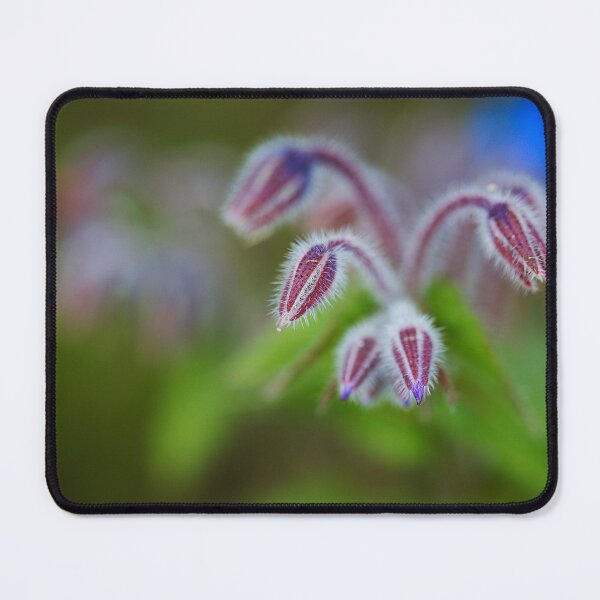 Item preview, Borage Plant Has Antennas designed and sold by Joy Watson - Natural Light Photography .
