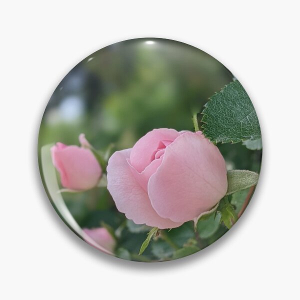 Item preview, Garden pink rose in bloom designed and sold by HelgaScand.