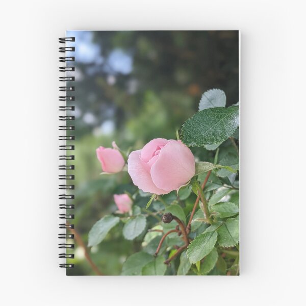 Item preview, Garden pink rose in bloom designed and sold by HelgaScand.
