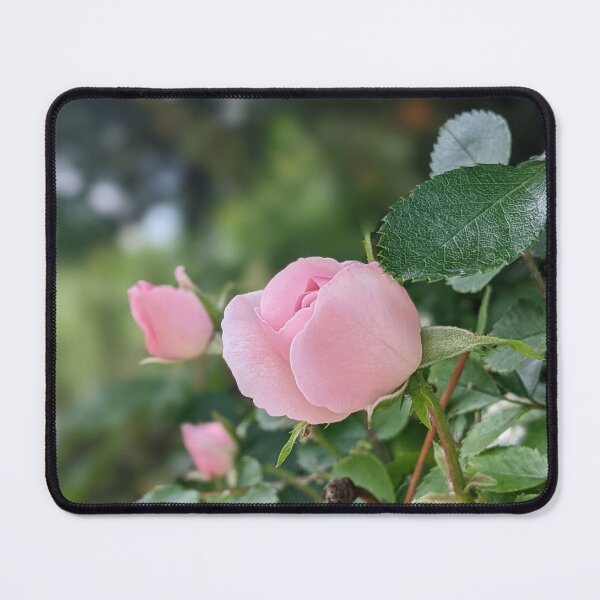 Item preview, Garden pink rose in bloom designed and sold by HelgaScand.