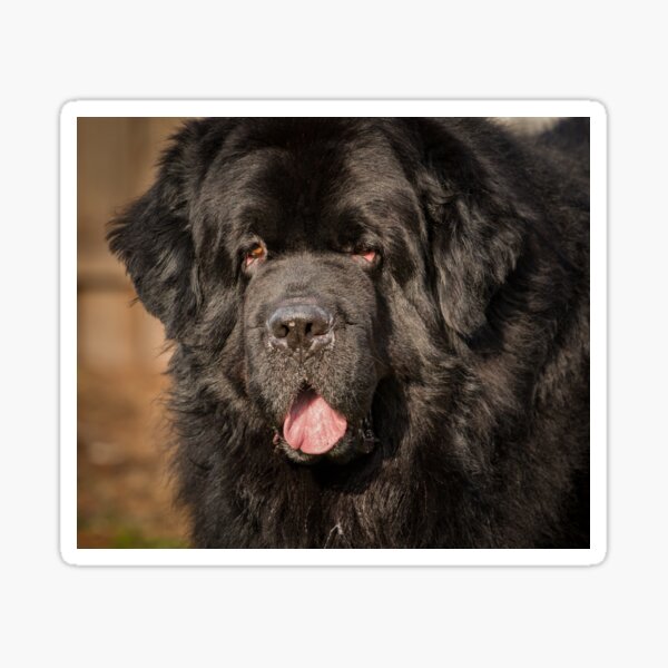 Newfoundland Dog Sticker
