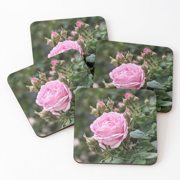 Item preview, Garden pink rose blooms. designed and sold by HelgaScand.