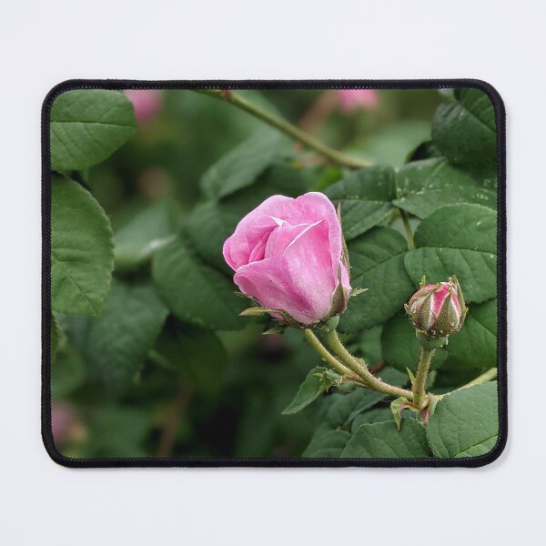 Item preview, Garden pink rose bud. designed and sold by HelgaScand.