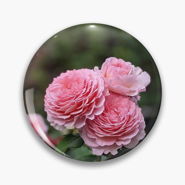 Item preview, A delicate pink rose blooms in the summer garden. designed and sold by HelgaScand.