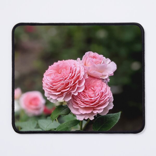 Item preview, A delicate pink rose blooms in the summer garden. designed and sold by HelgaScand.