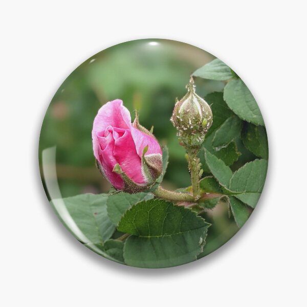 Item preview, Garden pink rose bud - 2 designed and sold by HelgaScand.